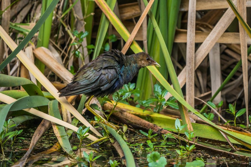 Understanding Loan Options in Colombia: Insights from Leading Financial Institutions like Banco de Bogotá and Banco Agrario - Como solicitar empréstimo na Colombia